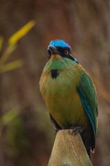 Whooping mot mot, baranquero, an exotic tropical bird shaped like a mango, yellow in color, with bright blue wings and a bright blue cap, red eyes, sitting on a branch
