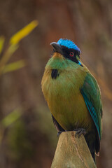 Whooping mot mot, baranquero, an exotic tropical bird shaped like a mango, yellow in color, with bright blue wings and a bright blue cap, red eyes, sitting on a branch