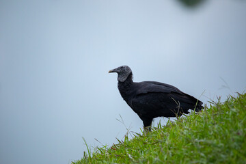 Black Vulture, a large black bird with a bald head, large hooked beak, standing near a blue lake, Colombia, Guatape