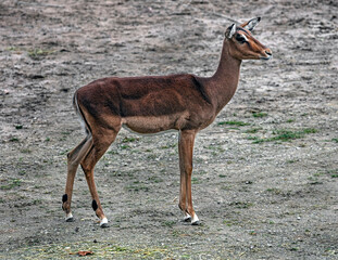 Impala antelope female. Latin name - Aepyceros melampus
