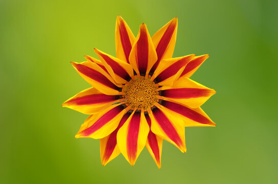 Gazania flower close up - red and yellow flower