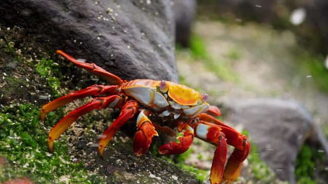Dramtic close up of brillant red brab eating and a wave comes in and displaces the crab.