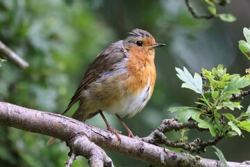 Robin