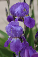 Naklejka premium Iris Germanica is in the family Iridaceae. Closeup of purple flower bearded Iris in garden. Beautiful large purple flower on a green natural background. Nature concept for design. Iris Germanica.