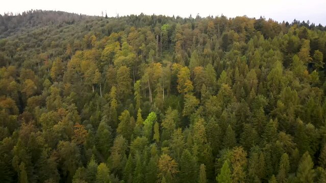 Aerial view of the clean natural forest on the hilltop in early autumn in the mountains