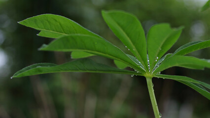 Beautiful green leaves from Lupine flowers in the morning dew drops in summer. Lupine leafs rain drops dew background. Drops of dew on the leaves of a Lupine flower. Natural fresh green background. 