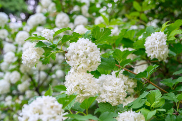 Blooming spring flowers. Large beautiful white balls of blooming Viburnum opulus Roseum Boule de Neige . White Guelder Rose or Viburnum opulus Sterilis, Snowball Bush, European Snowball.