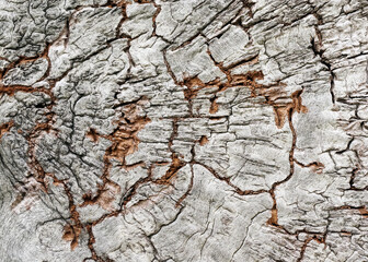 Pattern of tree trunk texture