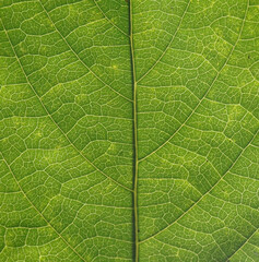 Close up pattern of leaves