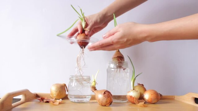 Woman's hands hold a sprouted onion bulb with long root. Over the jar of water and wooden table.
