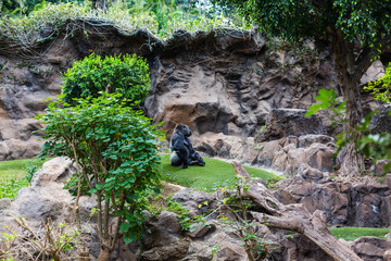 Silver back gorilla looking alert and menacing against a natural background