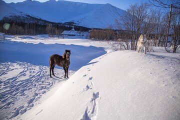 dog in the snow