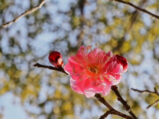 紅梅の花