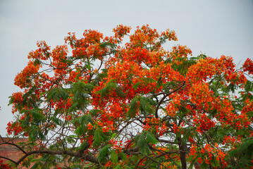 Fototapeta na wymiar Indian Gulmohar tree