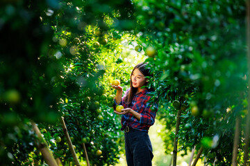 young asian girl in plaid shirt standing checking quality product tangerines in her garden, owner of the fruit orchard concept
