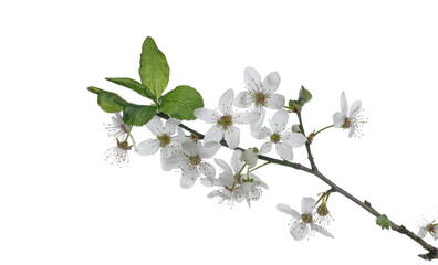 Blooming plum tree flowers isolated on white  