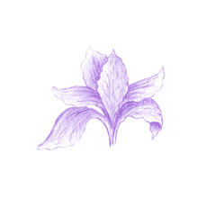 Fototapeta na wymiar Colored pencils sketch of purple iris flower, violet Irideae bloom hand drawn as botanical illustration isolated on white