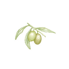 Hand drawn illustration of olive tree branch with green leaves and two ripe green olives, botanical color sketch of Olea europaea plant isolated on white