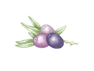Hand drawn illustration of three purple olives with tree branch and green leaves laying isolated on white background, botanical color sketch of Olea europaea plant