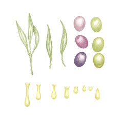 DIY set of olive tree leaves, green and purple olives and drops of olive oil, bundle of separate botanical illustrations elements for design isolated on white