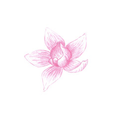 Colored pencils sketch of orchid flower, single pink Orchidaceae bloom hand drawn as botanical illustration isolated on white