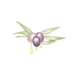 Hand drawn illustration of olive tree branch with green leaves, three ripe purple olives and drops of cold pressed virgin olive oil, botanical color sketch of Olea europaea plant isolated on white