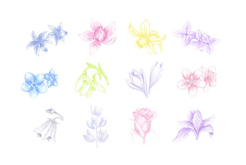 Collection of hand drawn flowers - orchid, daffodil, forget me not, hyacinths, lilac, snowdrops, crocus, almond, bluebell, sakura, cherry, lupin, rose and iris - colored pencils drawings - 496342121