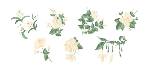 Big collection of plants with white flowers and white berries - rose, fuchsia, jasmine, snowberry, mistletoes, illustrations set isolated on white