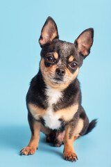Chihuahua dog tricolor on a blue background. Studio photo of a dog. Pet.