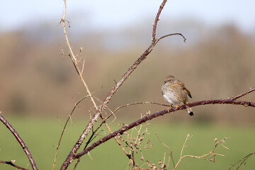 Hedge Accentor perched on a bramble in Sussex