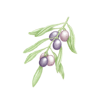 Hand drawn illustration of olive tree branch with green leaves and ripe purple olives, botanical color sketch of Olea europaea plant isolated on white