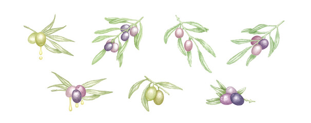 Big set of hand drawn illustrations of olive tree branches with leaves, ripe green and purple olives and drops of cold pressed virgin olive oil, botanical elements for design isolated on white