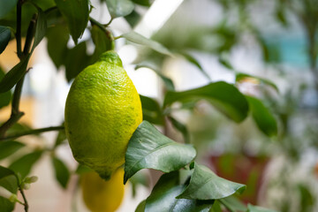 citron sur un arbre