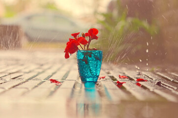 Vasito azul con geranio rojo bajo la lluvia