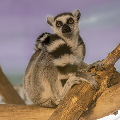 Ring-tailed Lemur (Lemur catta) sits on a tree. Karlsruhe, Germany, Europe