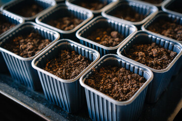 Seeds and soil in seedlings