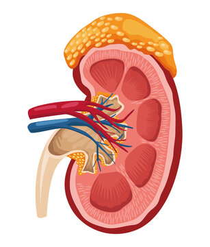 half kidney realistic organ