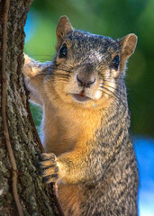 Squirrel looking at me in the front yard!
