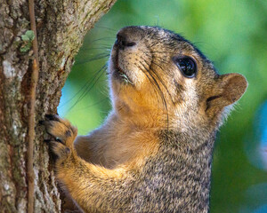 Squirrel in my tree!