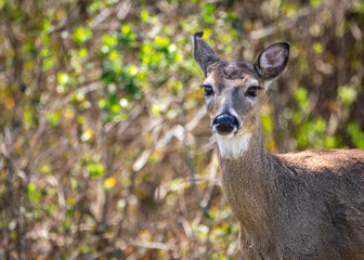 A curious deer in the nature park in Pearland, Texas!