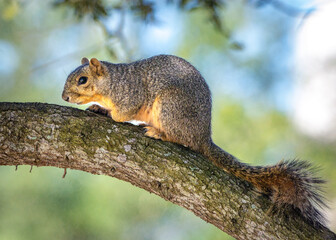 Naklejka na ściany i meble Squirrel on a curved branch!