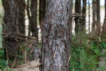 Pine tree forest on Llanddwyn beach on Anglesey Island in north Wales
