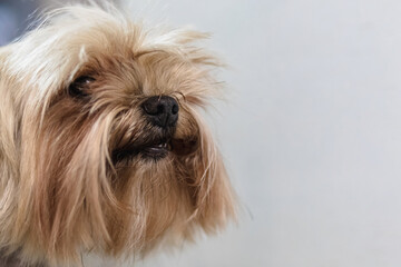 Yorkshire terrier dog gets nail cut hair grooming at pet spa close up