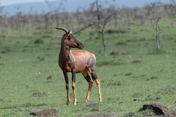 Topi antelope in the savannah