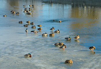ducks
 on the pond in the spring