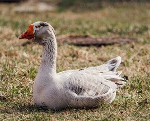 white goose with red beak on a blurred background of grass