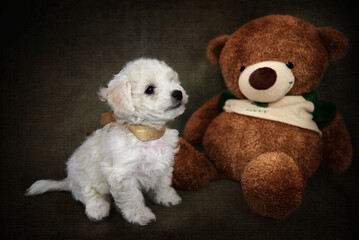 Bichon frise puppy and teddy bear