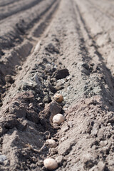 potato seeds rows