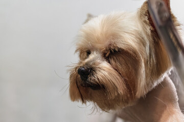 Yorkshire terrier dog gets nail cut hair grooming at pet spa close up