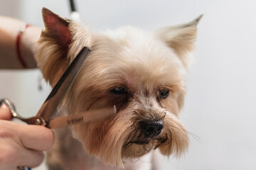 Yorkshire terrier dog gets nail cut hair grooming at pet spa close up